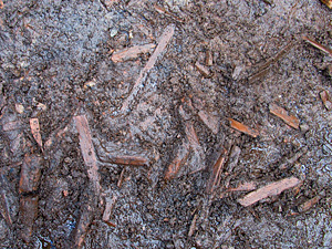 In the Stone Age, Masurian foragers used wood with low mechanical properties