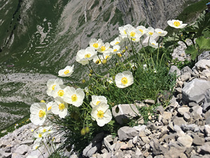 Wysokogórski mak Papaver occidentale – historia i perspektywy rzadkiego gatunku alpejskich piarżysk
