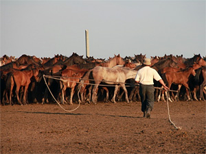 The mystery of the origin of the domesticated horses is solved! – new publication in Nature