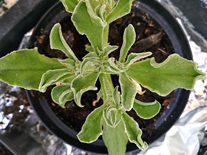 From C3 to CAM photosynthesis and back again – remarkable salt stress tolerance abilities of common ice plant (Mesembryanthemum crystallinum L.)