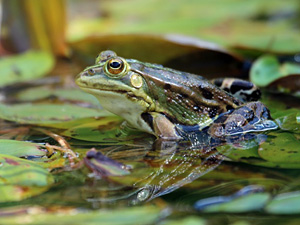 What do amphibian hybridization zones tell us about speciation?