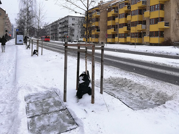Miejska zabudowa wielopiętrowa zimą. Ziemia wokół drzewa rosnącego tuż przy ulicy pokryta jest prostokątnymi matami