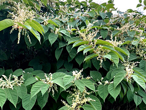 Does the invasion of Japanese knotweed lead to the formation of 