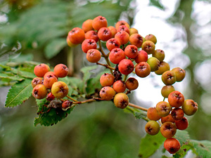 Masting in rowan (Sorbus aucuparia): it pays off! – new publication