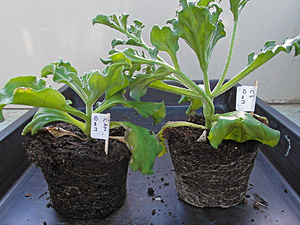 Badania ryzosfery Mesembryanthemum crystallinum ujawniają szczepy bakterii o potencjale bioremediacyjnym