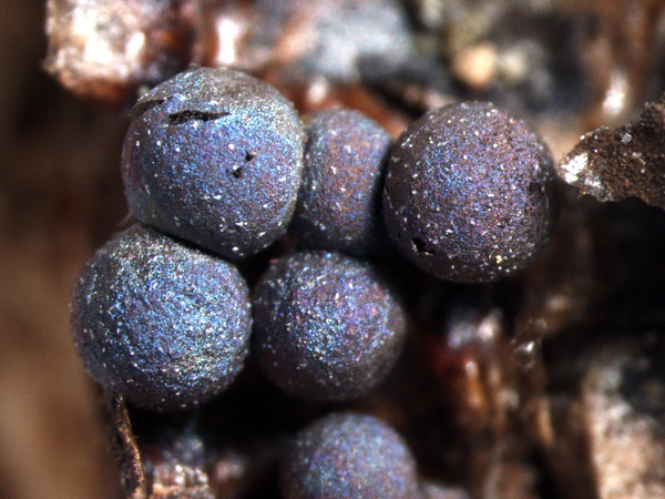 Close-up of spherical, contiguous, dark structures. They shimmer with shades of metallic purple and navy blue