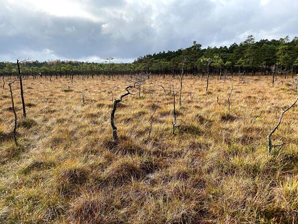 A vast area covered with grassy vegetation and surrounded by a wall of forest. Here and there grow miserable, stunted trees