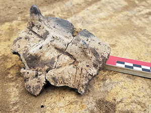 Ceramika twarzowa z Biskupic Zabytkiem Miesiąca w Muzeum Archeologicznym w Krakowie