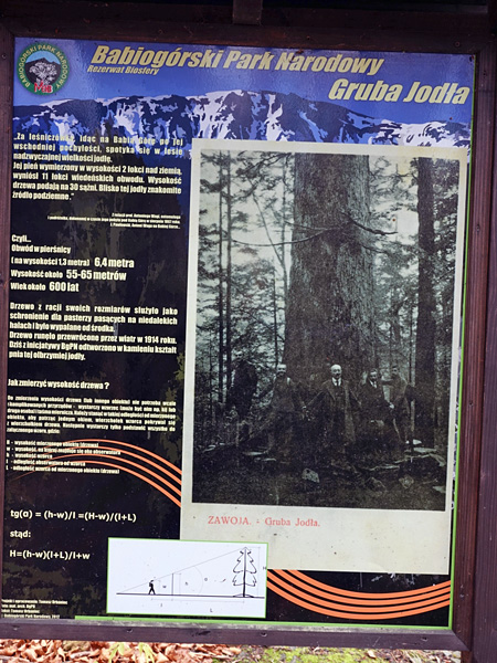 Tablica z plakatem zawierającym informacje tekstowe i czarno-białe zdjęcie pnia wielkiego drzewa i otaczających go ludzi