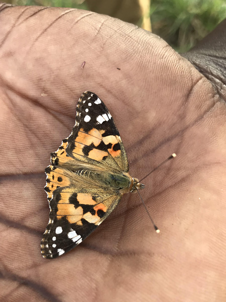 Motyl o płasko rozpostartych skrzydłach w pomarańczowe, brązowe, czarne i białe plamy siedzi na dłoni czarnoskórej osoby
