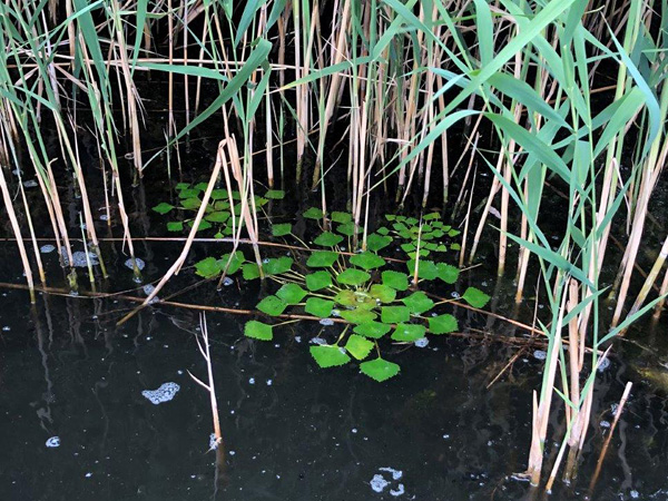 A plant with radiating, triangular leaves floating on dark water. It is surrounded by reeds