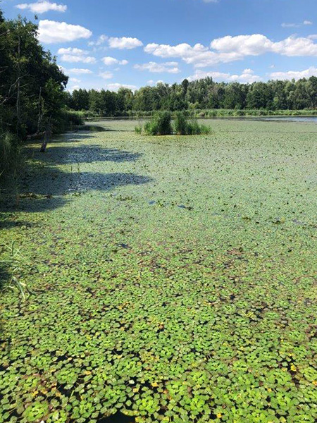 A sun-drenched lake surrounded by forest. Almost its entire surface is covered with leaves of an aquatic plant