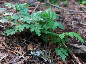 Parentage analysis helps explain masting in trees – publication in Ecology Letters