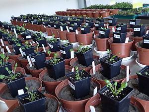 AriaDNA: Adaptation of Arabidopsis halleri to metal-polluted soils: linking environmental, genomic, and phenotypic information