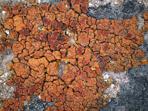Zastosowanie metod taksonomii integratywnej w delimitacji gatunków porostów na przykładzie krytycznego rodzaju Wetmoreana (Teloschistaceae, grzyby zlichenizowane)