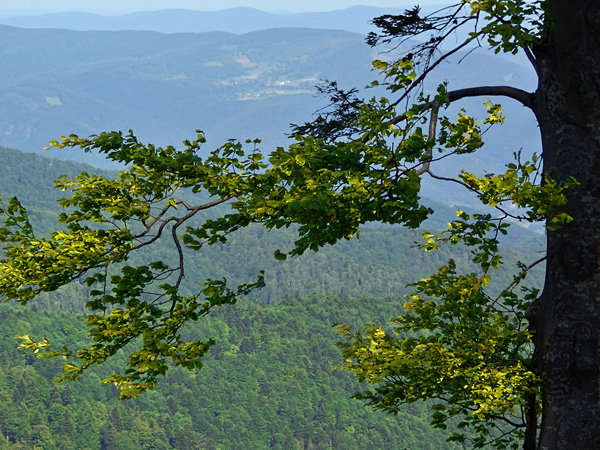 A slightly hanging branch of a deciduous tree. Behind it in the distance, visible ranges of low mountains covered with forest