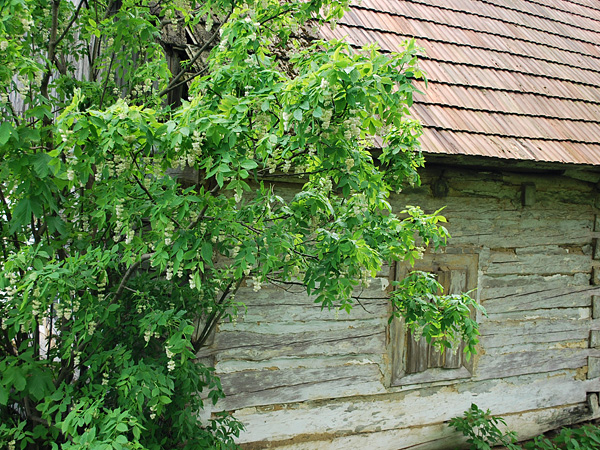 Krzew o jasnozielonych liściach i białych, groniastych, wiszących kwiatach na tle starej, drewnianej chaty